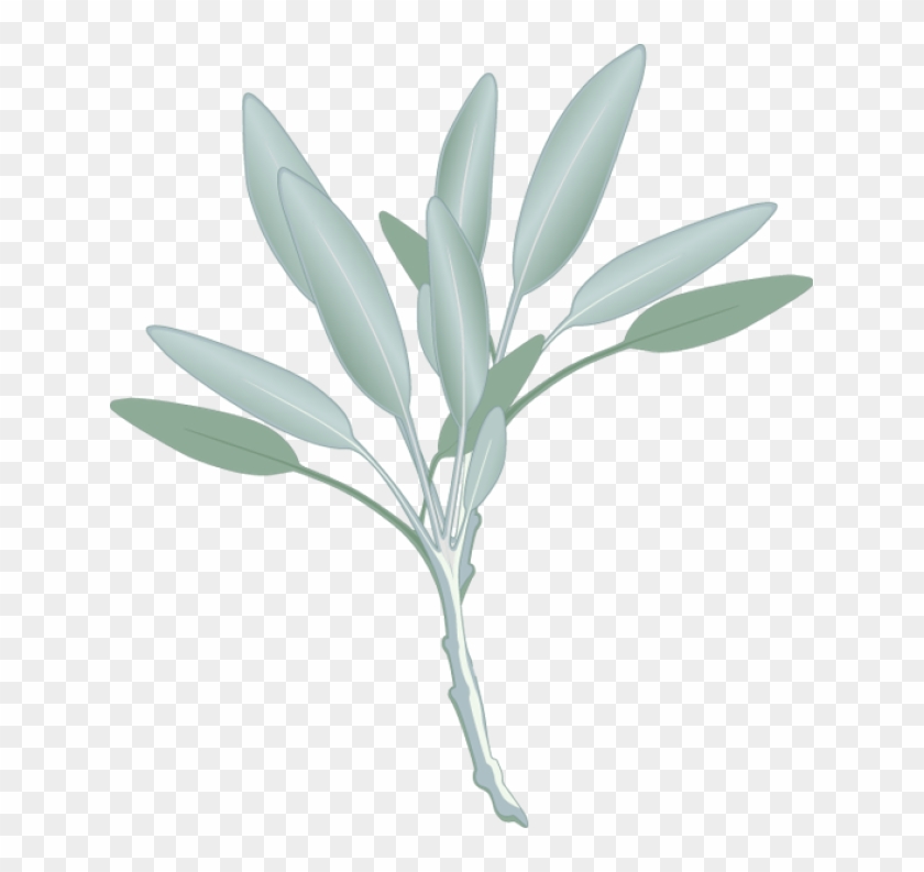 Leaf Drawing Watercolor Painting Illustration Watercolor Eucalyptus Leaves Png Image With Transparent Background Toppng