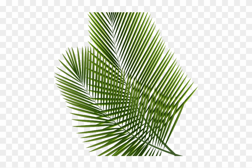 Tropical Clipart Palm Frond Leaf Png Transparent Background Png