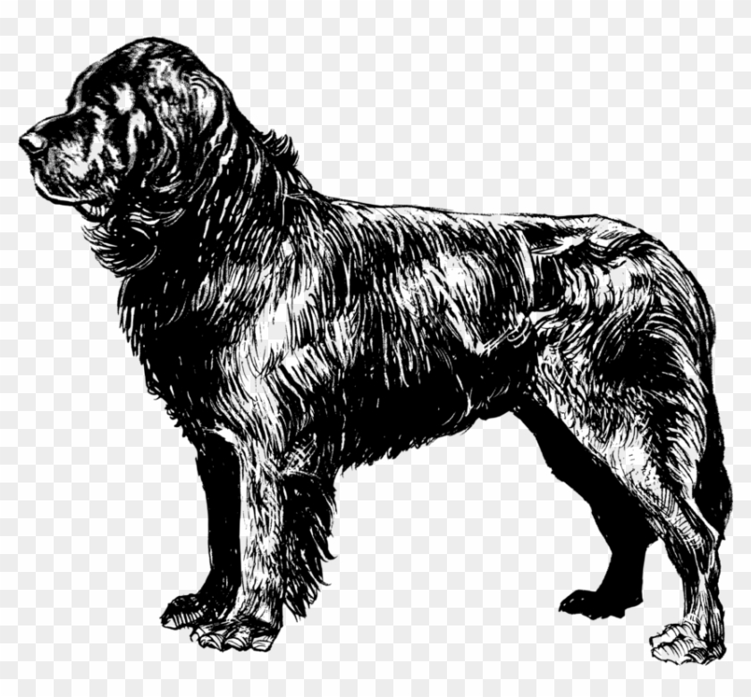 are labradors and newfoundlands related