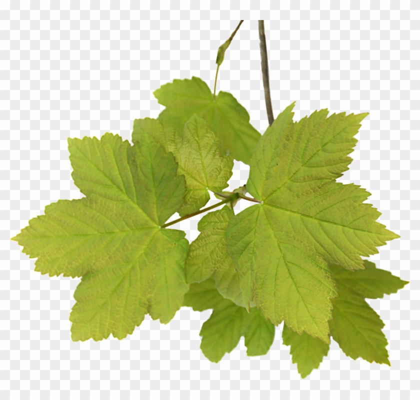 leaves acer png graphics clipping feuille de vigne png transparent png 802x720 1348144 pngfind feuille de vigne png transparent png