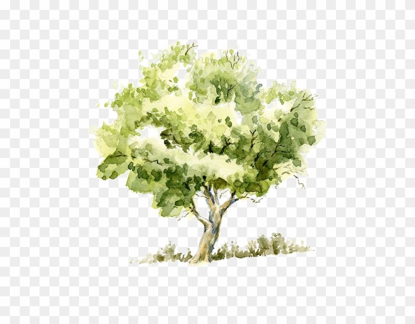 Watercolor Painting Sketch Trees Transprent Png Free Tree Watercolor Transparent Png 564x599 Pngfind