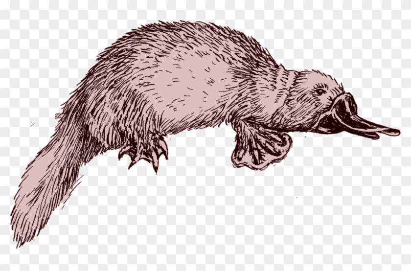 Preview - Platypus Line Drawing, HD Png Download - 800x474(#1384270