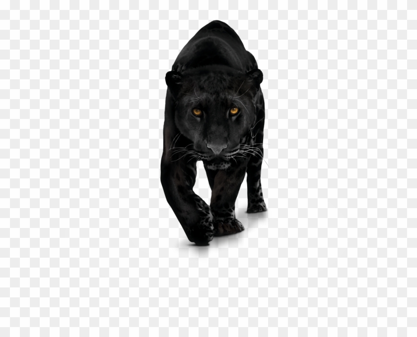 Panther Download Png Image - Panther Png, Transparent Png - 1400x1100 ...