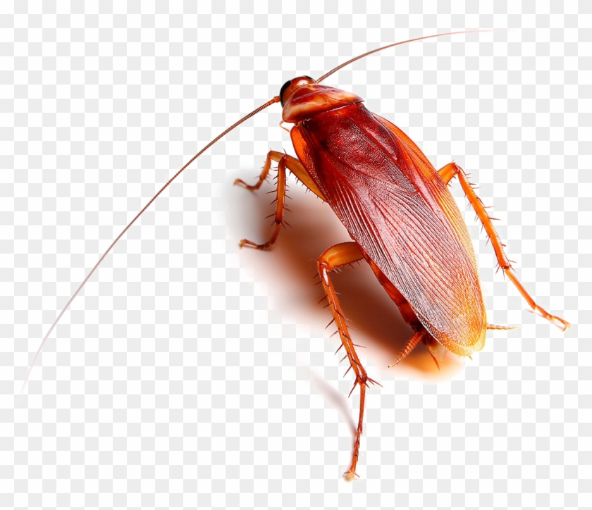 Roach Transparent Images Roach Png Png Download 1200x974 144731   14 144731 Roach Transparent Images Roach Png Png Download 