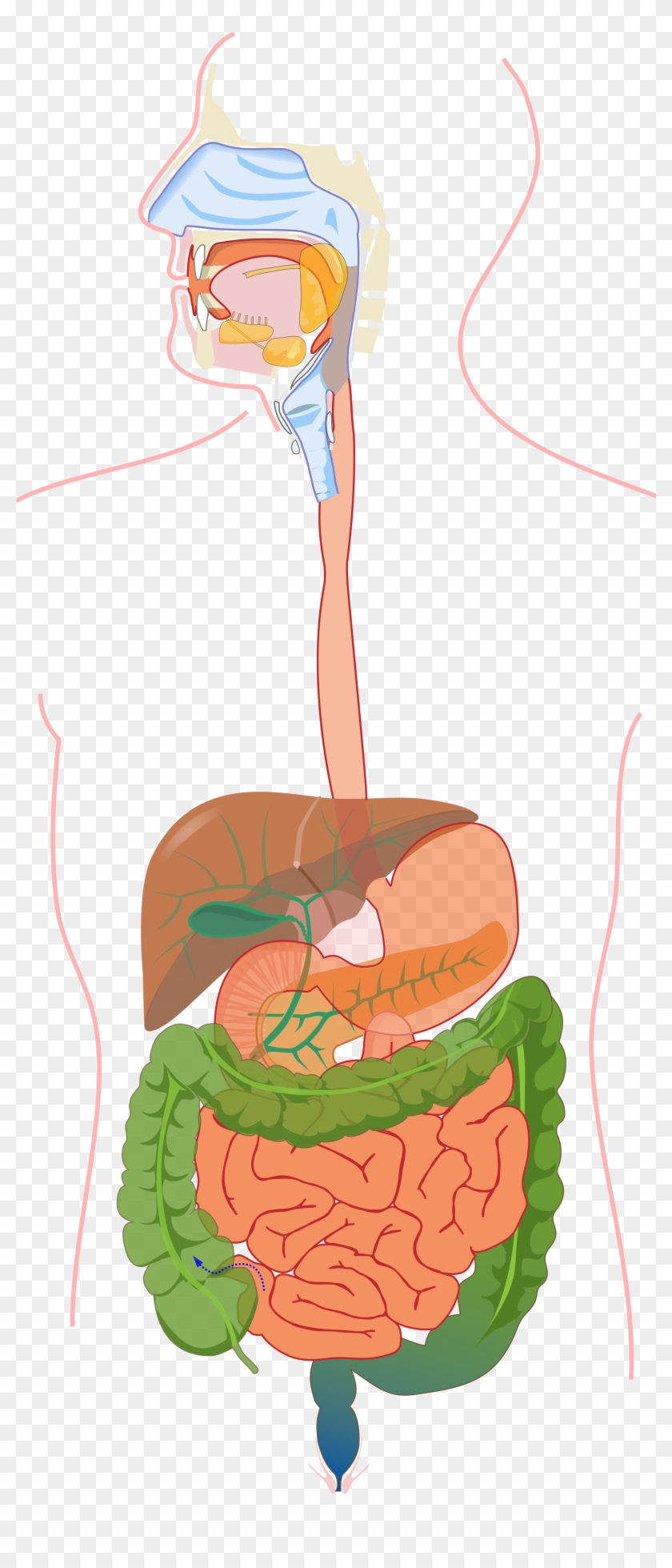 Open - Cholera In Digestive System, HD Png Download - 2000x4678(#149346 ...