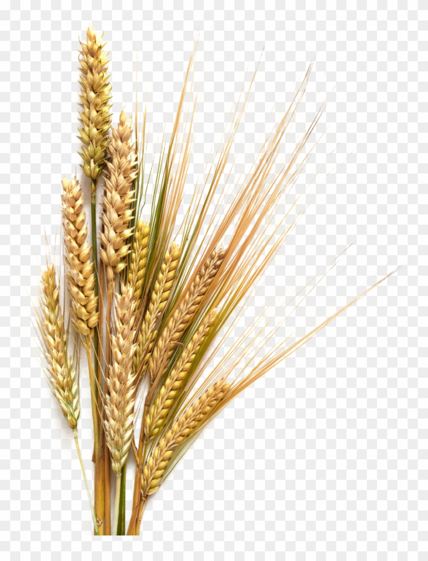 Barley Transparent Background - Barley Transparent, HD Png Download ...