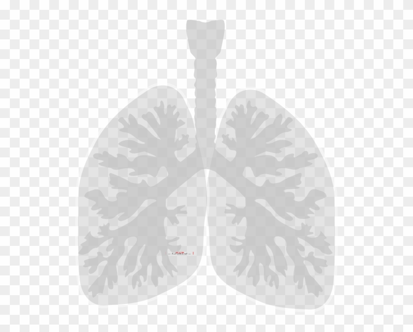 Small - Lungs Clip Art, HD Png Download - 534x595(#1409660) - PngFind