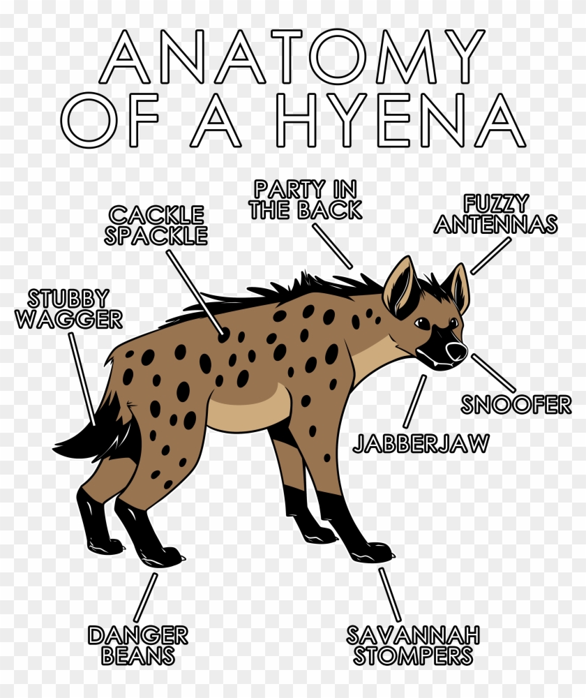 Female Hyena Anatomy