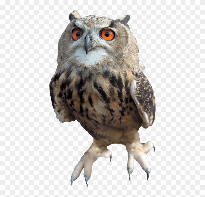 Owl Free Download Png - Owl Png, Transparent Png - 485x768(#1432340