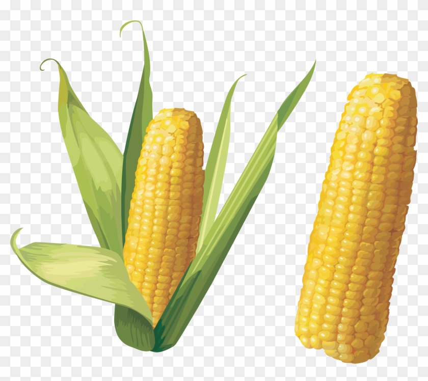 Corn Corn Png Transparent Png 3504x2954 1443204 PngFind