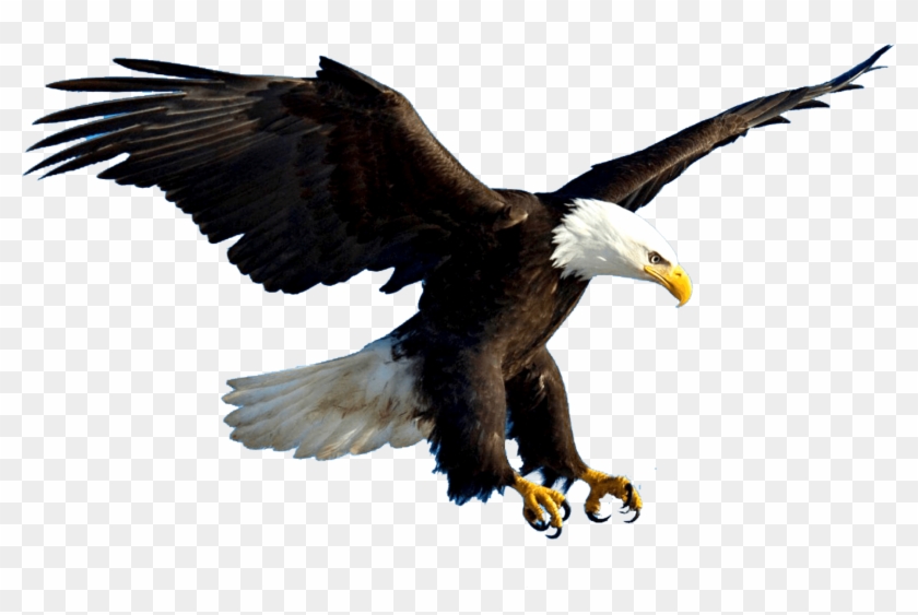Aguila - Eagle Flying, HD Png Download - 3139x1956(#1446214) - PngFind