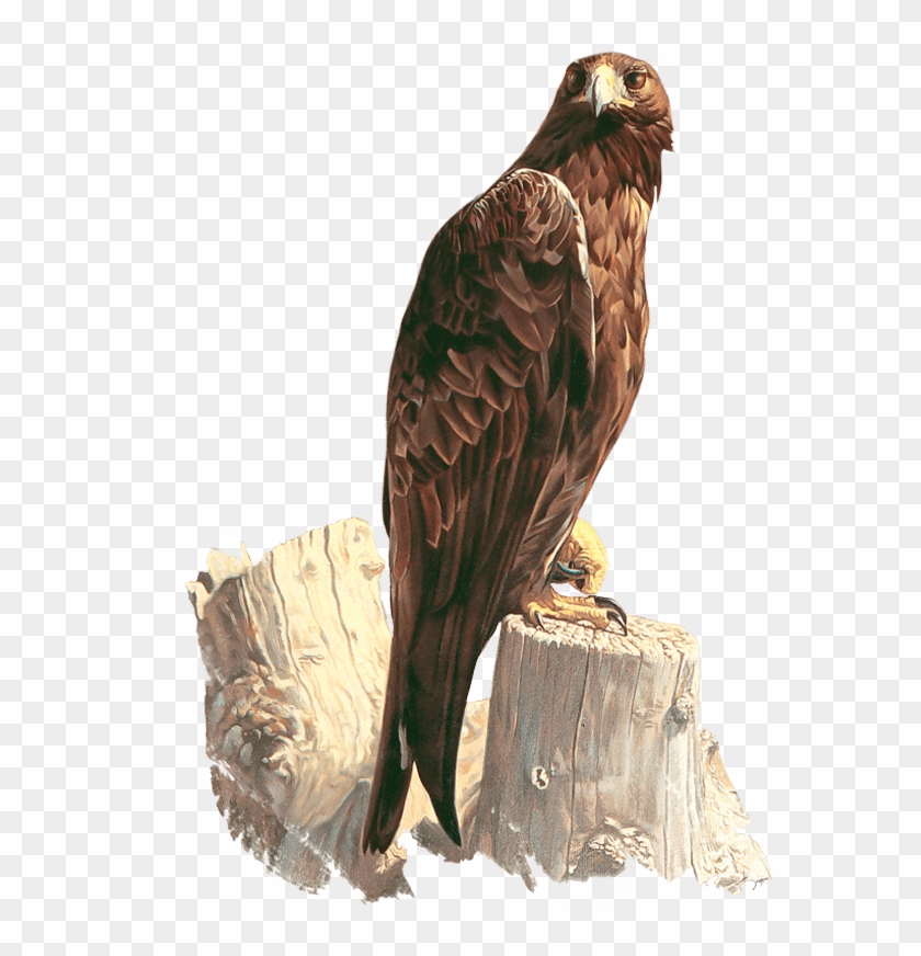 Águila Real - Wildlife Art Gallery, HD Png Download - 800x800(#1446528) -  PngFind