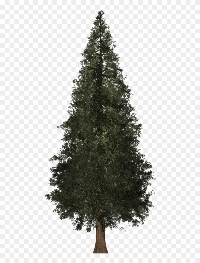 Redwood Tree - Red Wood Tree Transparent, HD Png Download - 1080x1020 ...