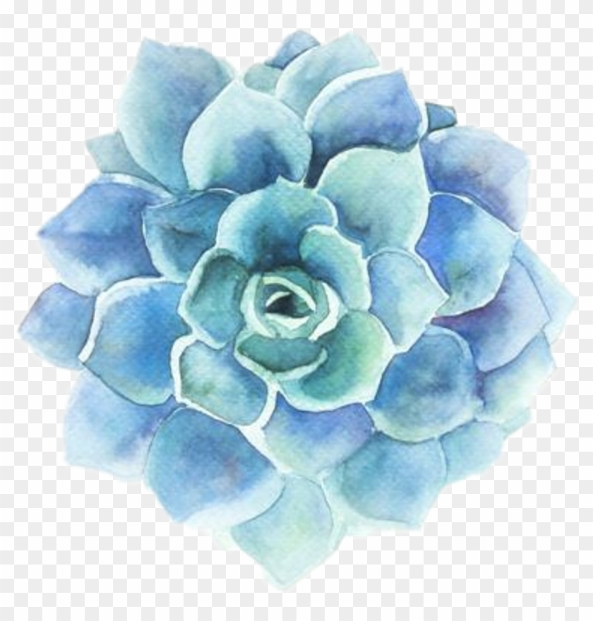 Download Tumblr Blue Flower Blueflower Png Library Stock Succulent Watercolor Transparent Png 1024x1024 152490 Pngfind