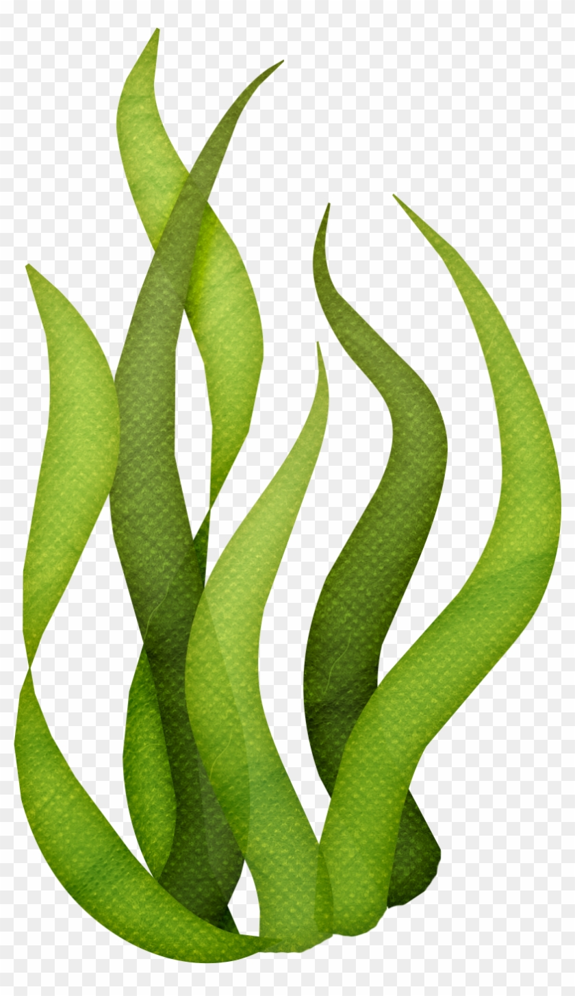 Seaweed Algae Art Transprent Png Free Download - Seaweed Clipart ...