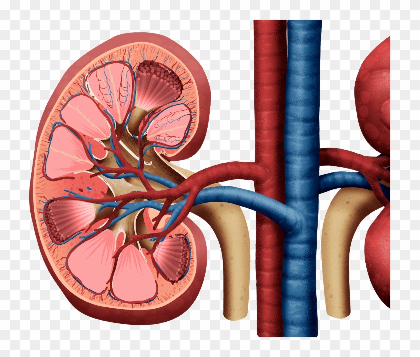 glucose filtration and reabsorption in the kidney kidney png transparent png 723x635 1515975 pngfind kidney kidney png transparent png