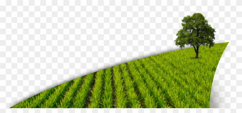 field png paddy png transparent png 1880x796 1522652 pngfind field png paddy png transparent png