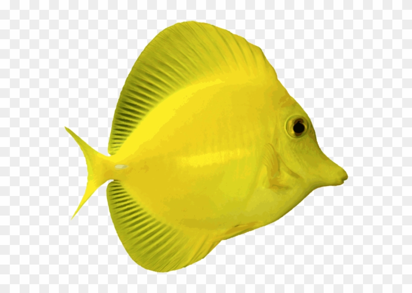 Download Angelfish Png Free Download Fish With Transparent Background Png Download 640x528 1571947 Pngfind