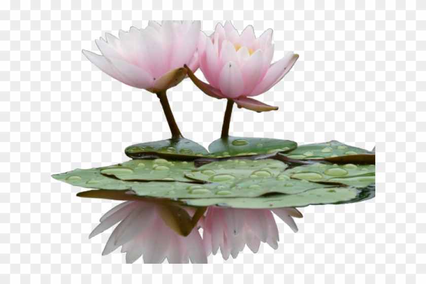 Water Lily Flower Png Transparent Png 640x480 Pngfind