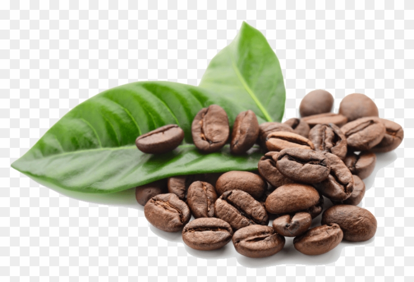 Coffee Beans Leaves Coffee Beans Hd Png Download 1000x1000 165350 Pngfind