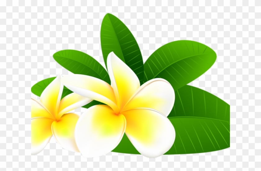 Plumeria Clipart Tropical Flower Frangipani Flowers Clipart Hd Png Download 640x480 1647037 Pngfind