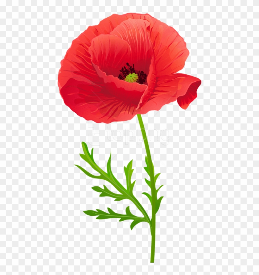Download Free Png Red Poppy Flower Png Images Transparent Red Poppy Flower Png Png Download 480x814 1670723 Pngfind
