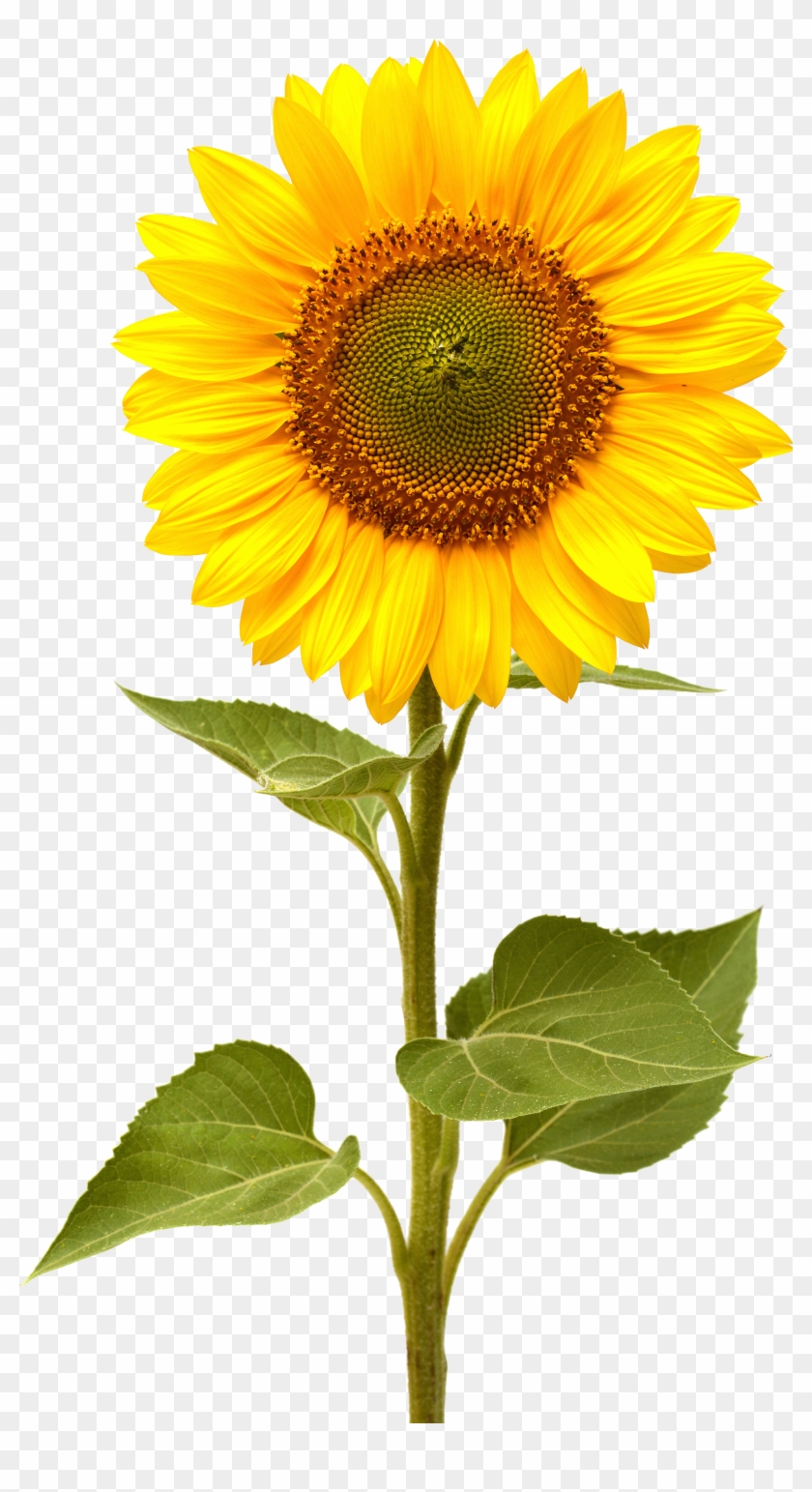 Sunflower Png, Transparent Png - 1956x3502(#176836) - PngFind