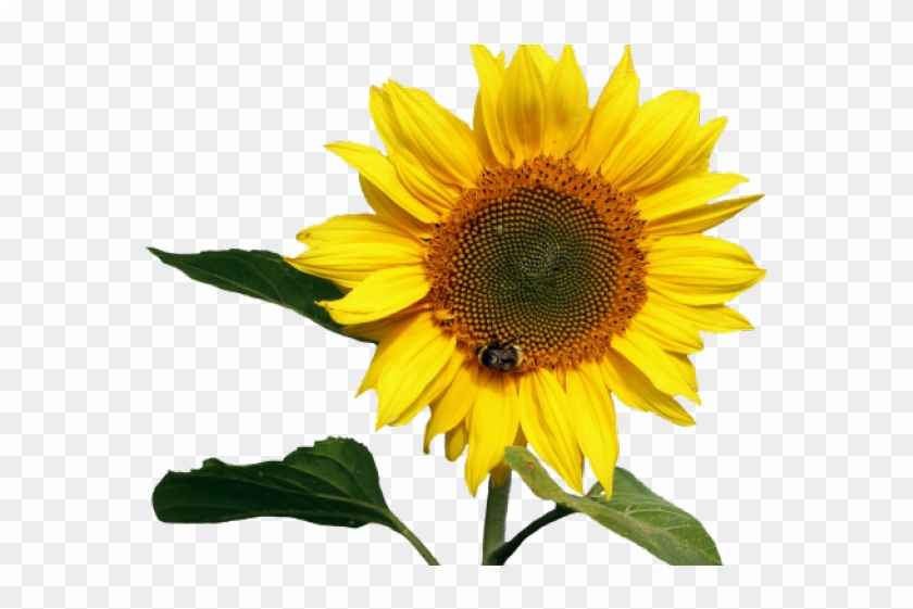 Free Free 165 Transparent Background Sunflower Clipart Free SVG PNG EPS DXF File