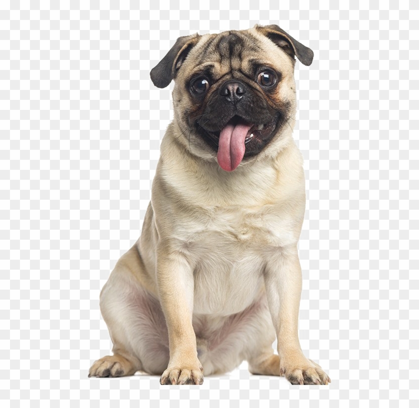 panting dog clipart coloring