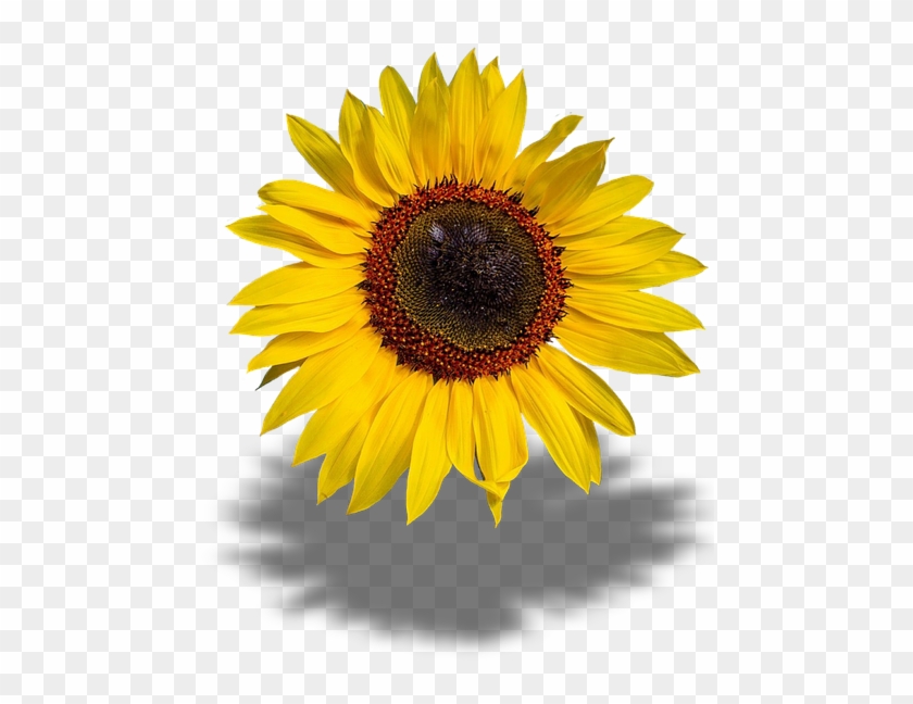 Sun Flower, Transparent Background, Png - Imagenes Png De Girasoles, Png  Download - 540x720(#178047) - PngFind