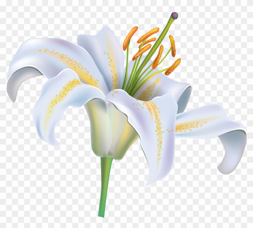 White Lily Flower Png Clipart Image - White Lily Flower Png ...