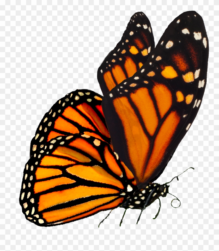 Download Monarch - Monarch Butterfly Transparent, HD Png Download ...