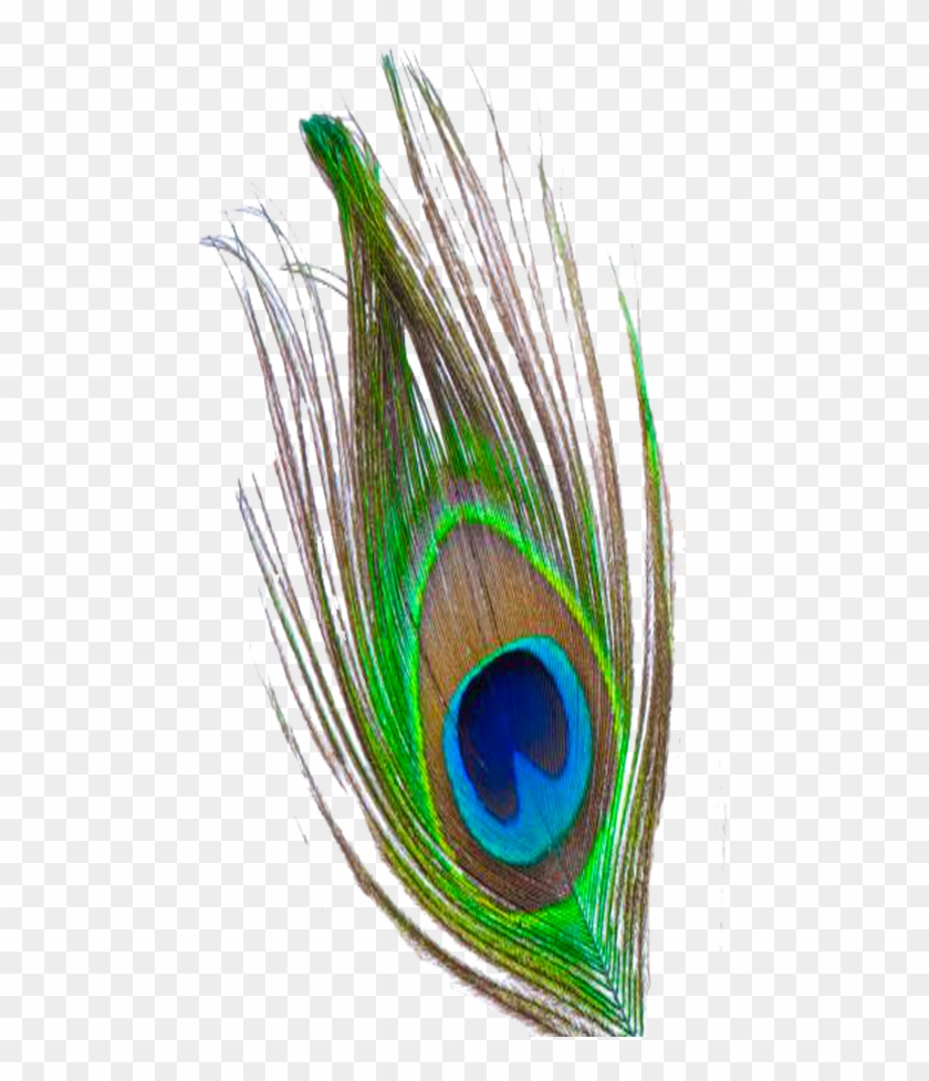 Profile Picture For This Group - Peacock Feather Png, Transparent Png -  500x897(#1706946) - PngFind