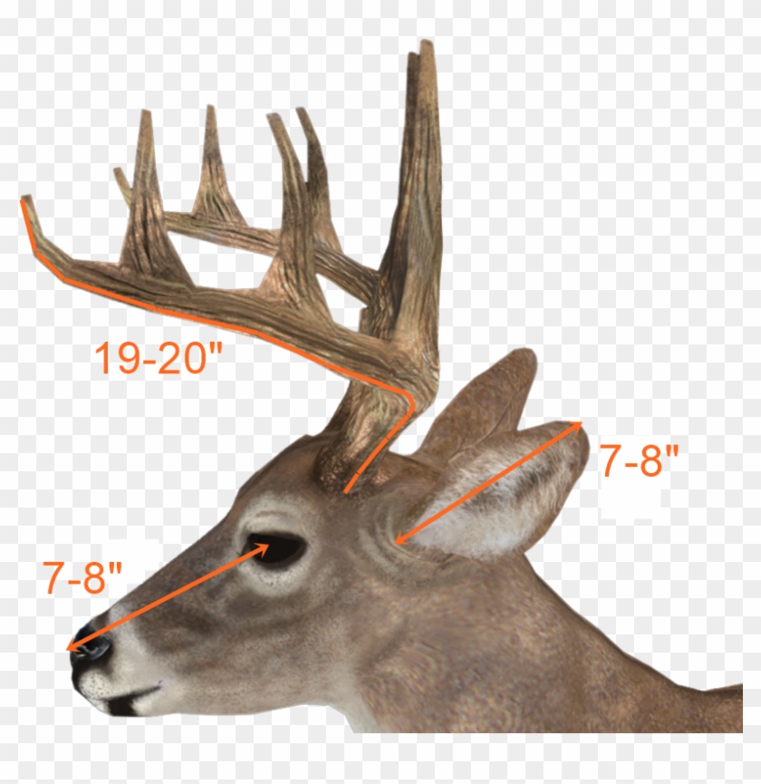Deer Antler Silhouette Side View