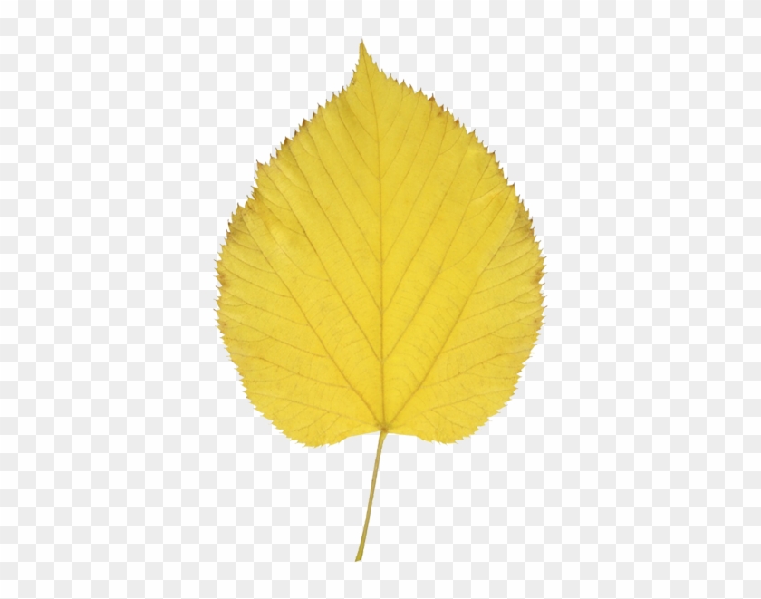 Aspen Leaf - Autumn, HD Png Download - 600x600(#1781557) - PngFind