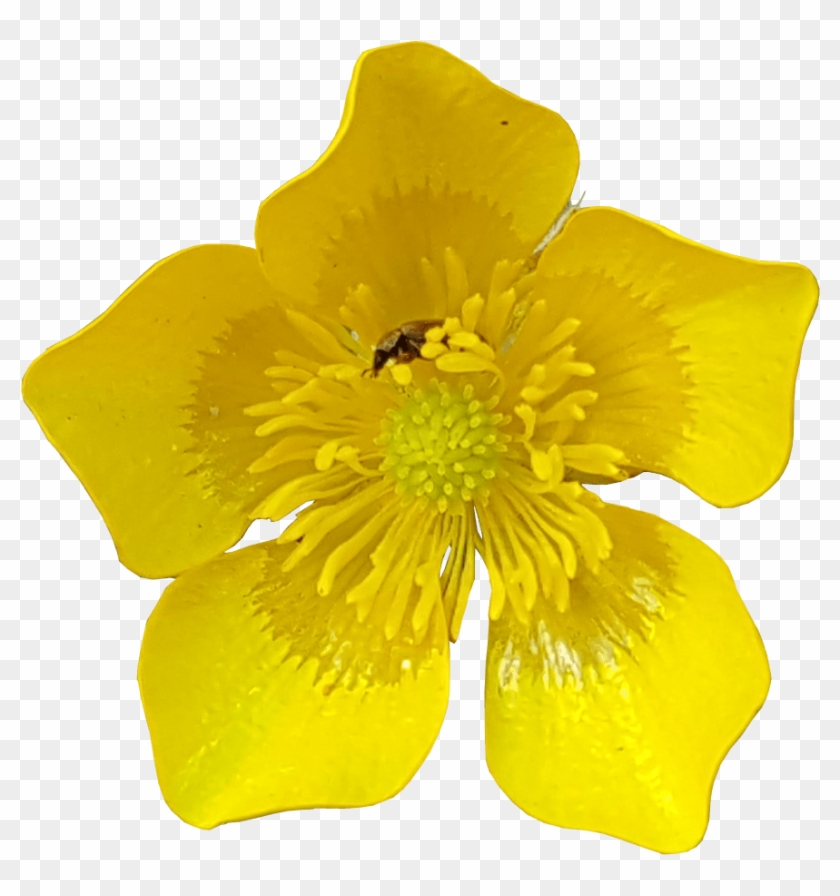 Yellow Flower Clipart 91285 - Buttercup, HD Png Download - 964x999 ...