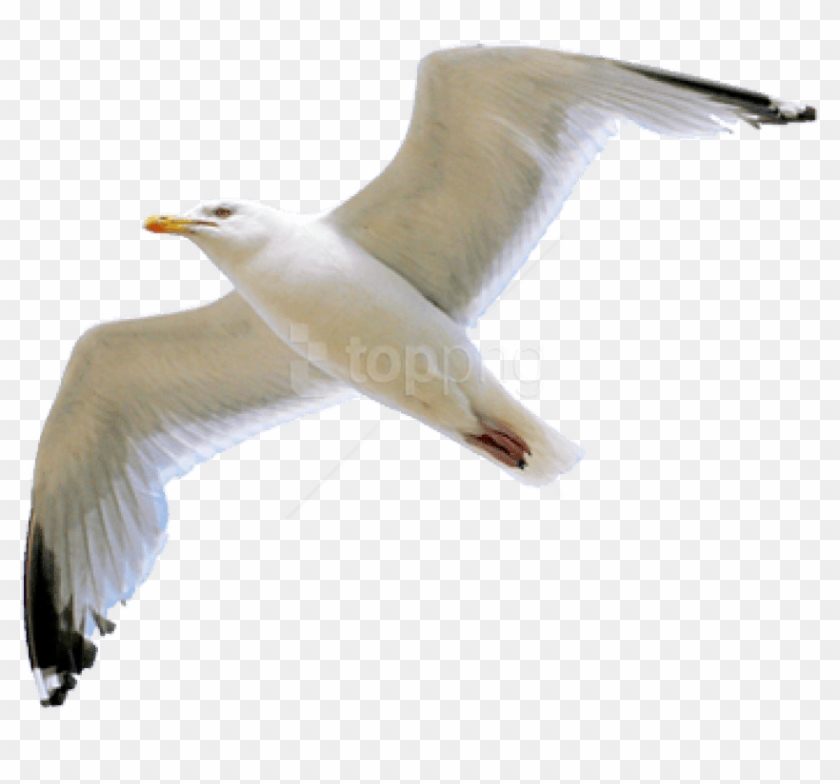 View Cartoon Seagull Transparent Background - Kemprot Blog