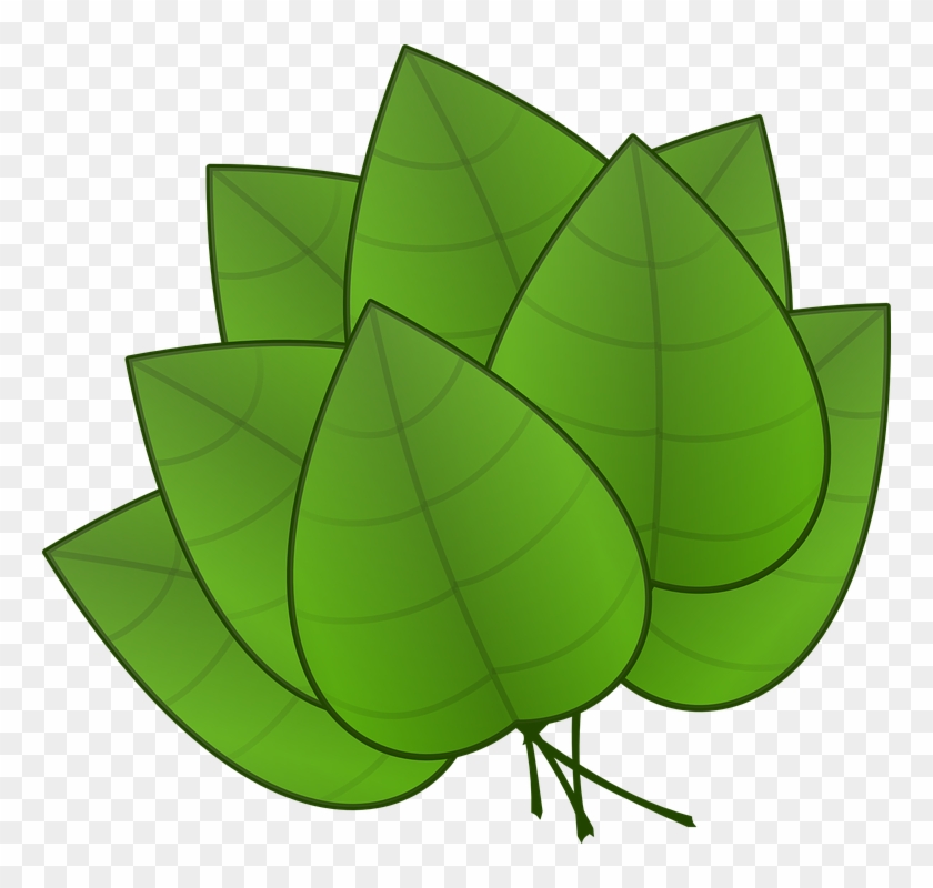 Tropical Leaf Template Parts Of Plants Leaves Hd Png Download 600x565 Pngfind