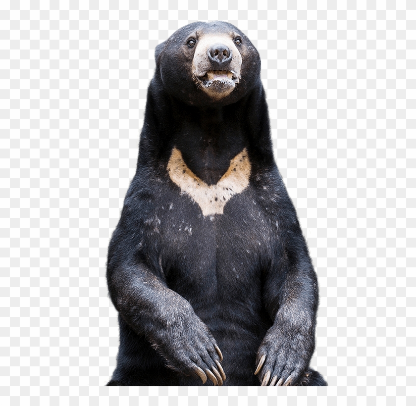 Sun Bear Png - Sun Bear Transparent, Png Download - 515x739(#1832396