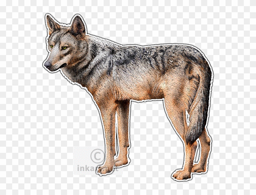 Iberian Wolf Png, Transparent Png - 570x558(#1833841 ...