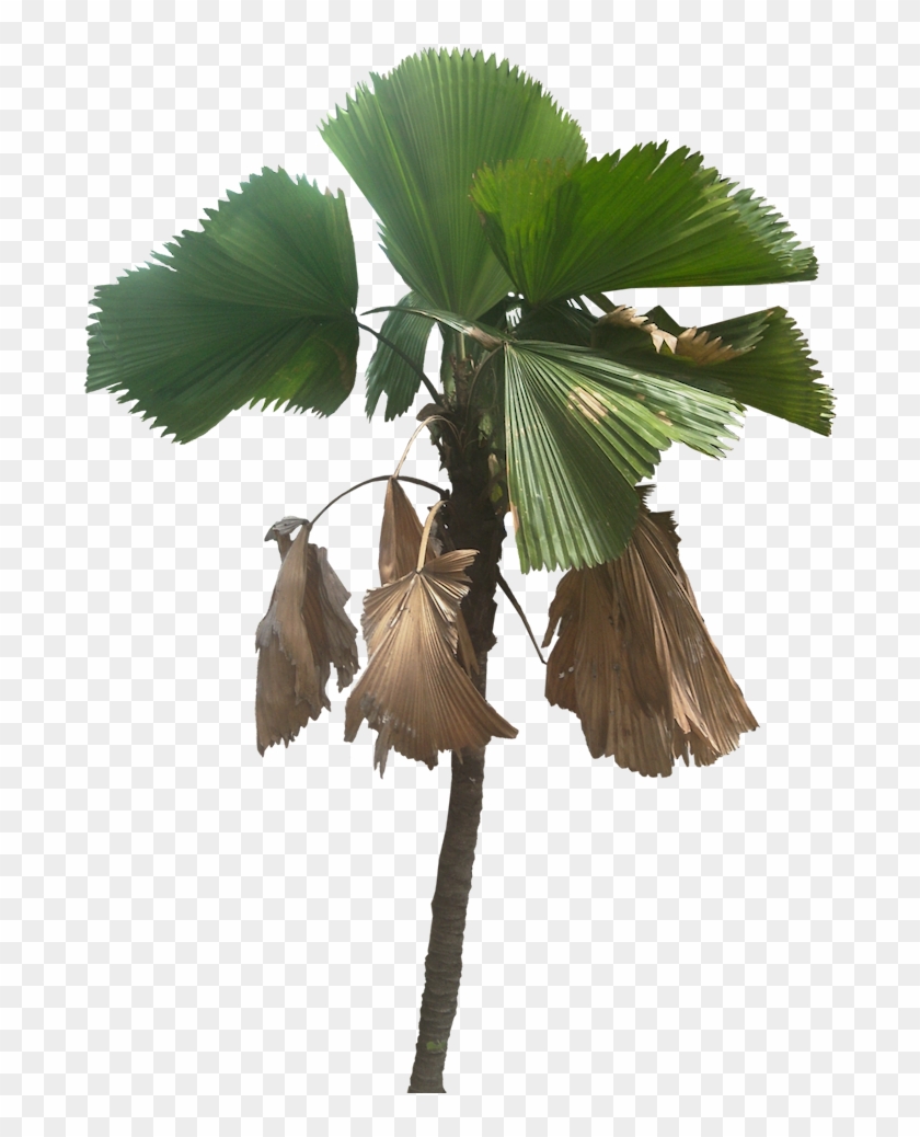 Tree Cut Out Fan Palm Plant Pictures Tropical Plants Licuala