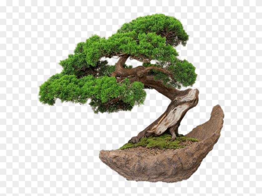 Bonsai On Stone Plate - Half Moon Bonsai Pots, HD Png Download ...