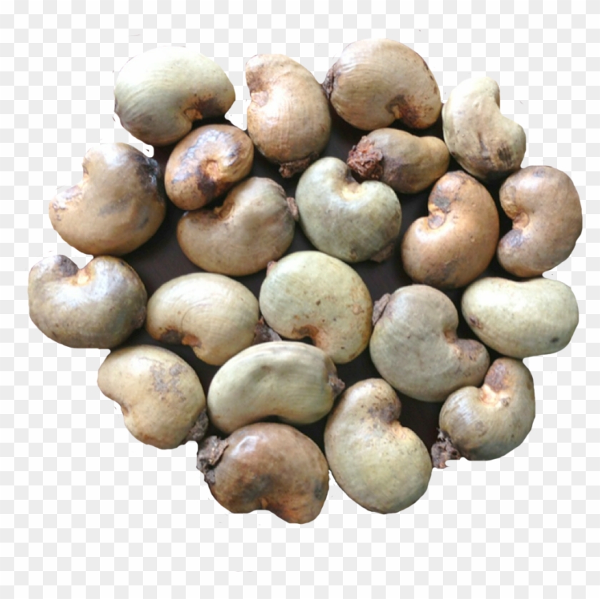 export quality dried raw cashew nuts raw cashew nut ghana hd png download 1000x1000 191759 pngfind export quality dried raw cashew nuts