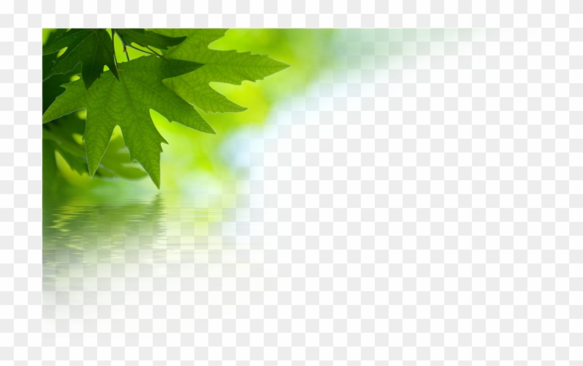 44 pm 248959 drnuke overlay topcorner 02 9 30 2016 green leaves hd png download 718x469 195829 pngfind 44 pm 248959 drnuke overlay topcorner