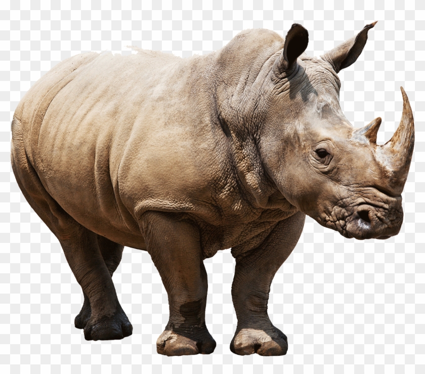 animals rhinoceros rhino png transparent png 1271x1058 197470 pngfind animals rhinoceros rhino png