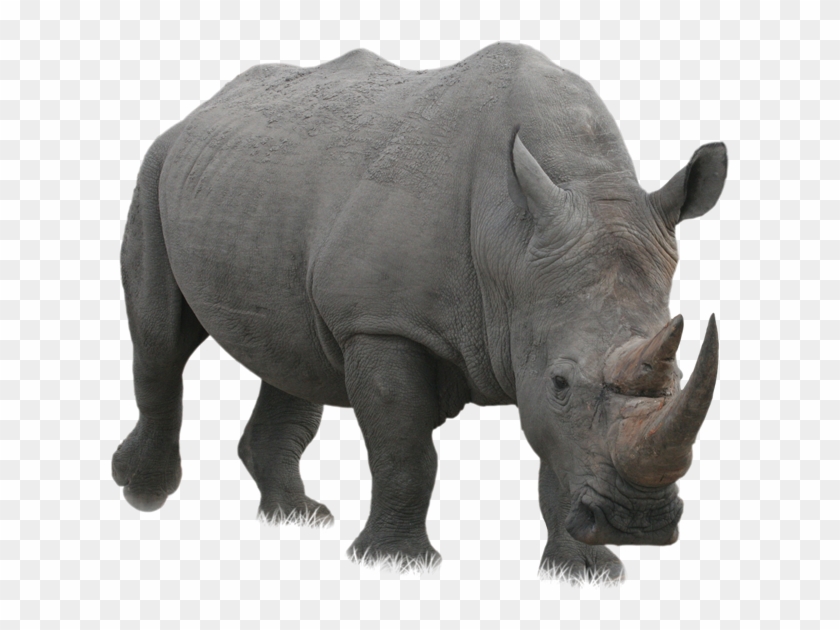 rhino png rhinoceros png transparent png 620x550 197498 pngfind rhino png rhinoceros png transparent
