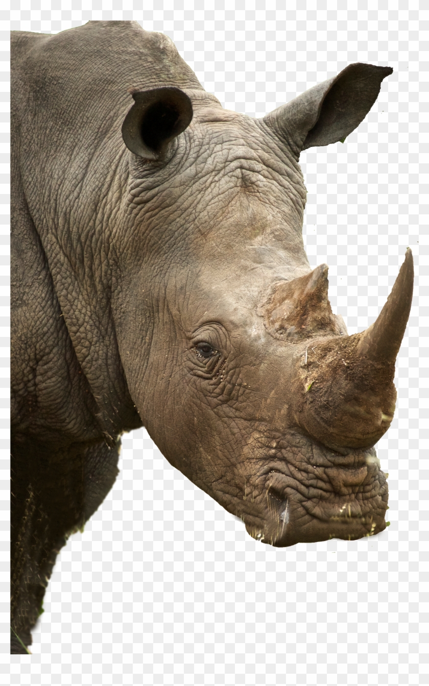 Rhino Profile, HD Png Download - 3550x5602(#198917) - PngFind