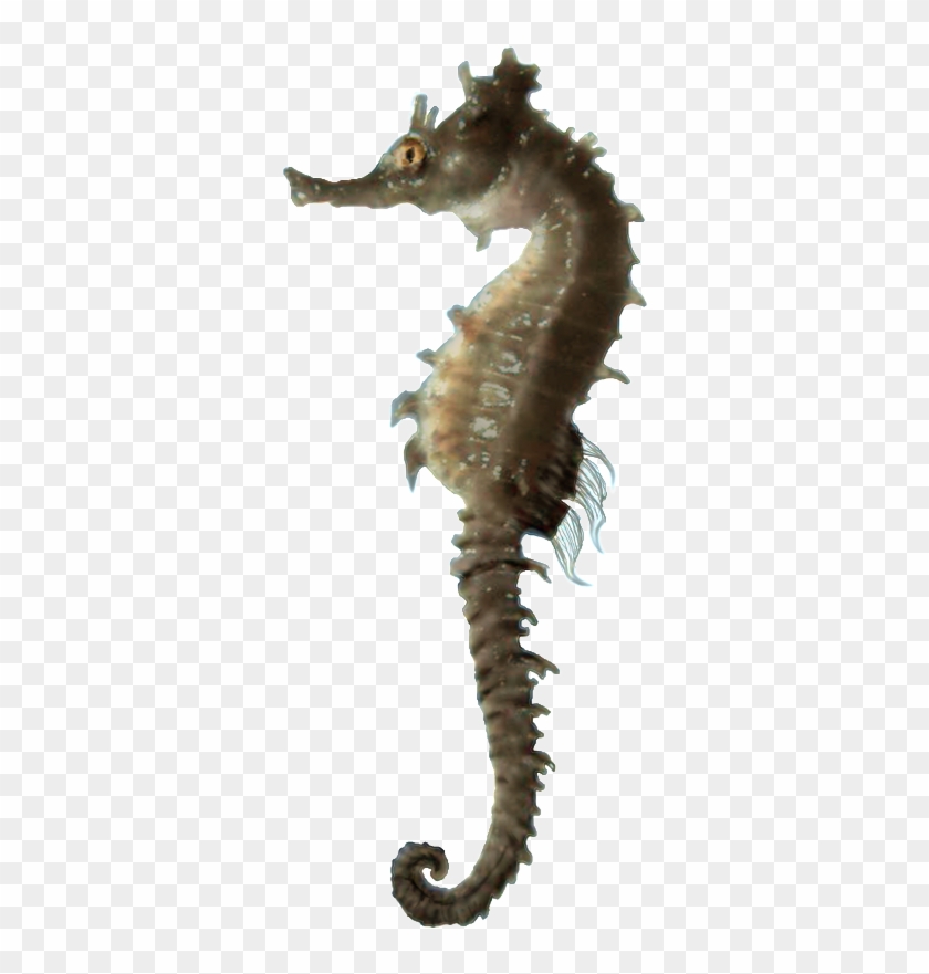 Free Icons Png - Sea Horse Hd Png, Transparent Png - 564x1024(#199224 ...