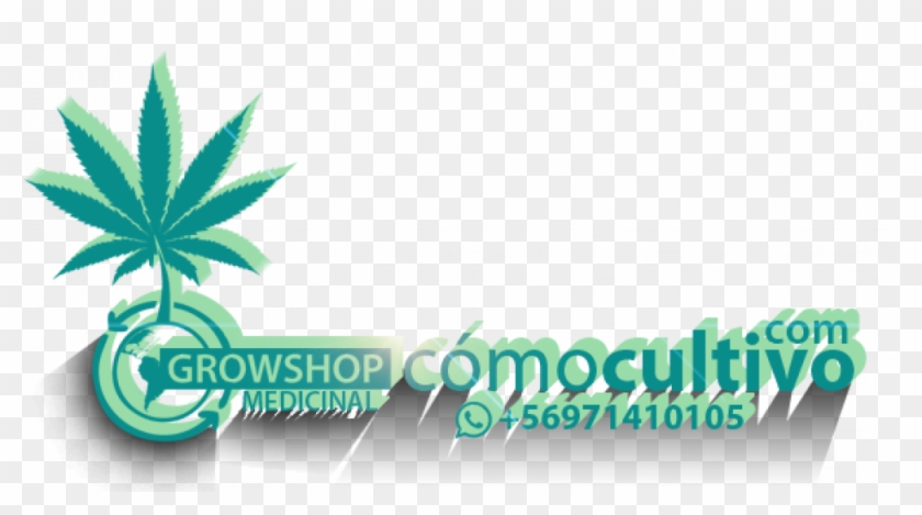 Cropped Logo Head Luz Marijuana Leaf Hd Png Download 1000x511 1911550 Pngfind - roblox head png 8 png image