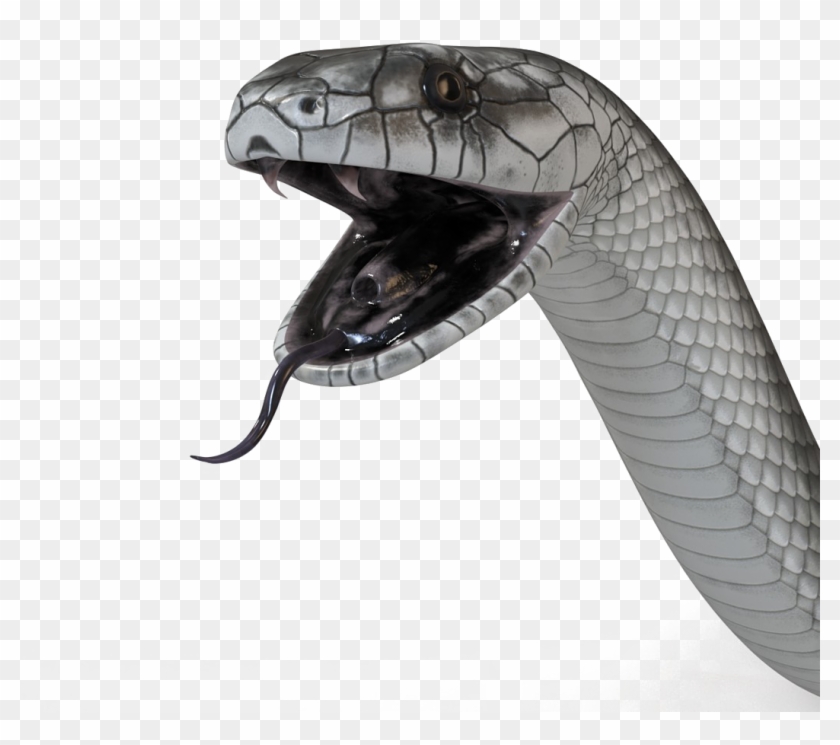 Black Mamba Snake Png High-quality Image, Transparent Png -  1050x1050(#1923217) - PngFind